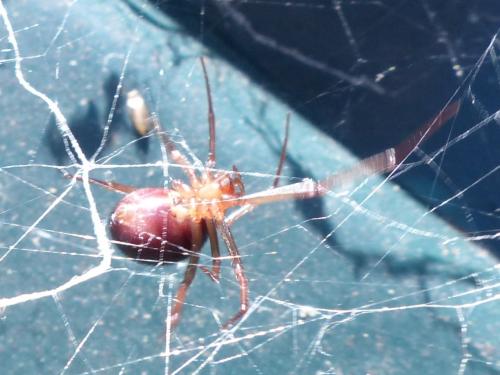 Steatoda grossa